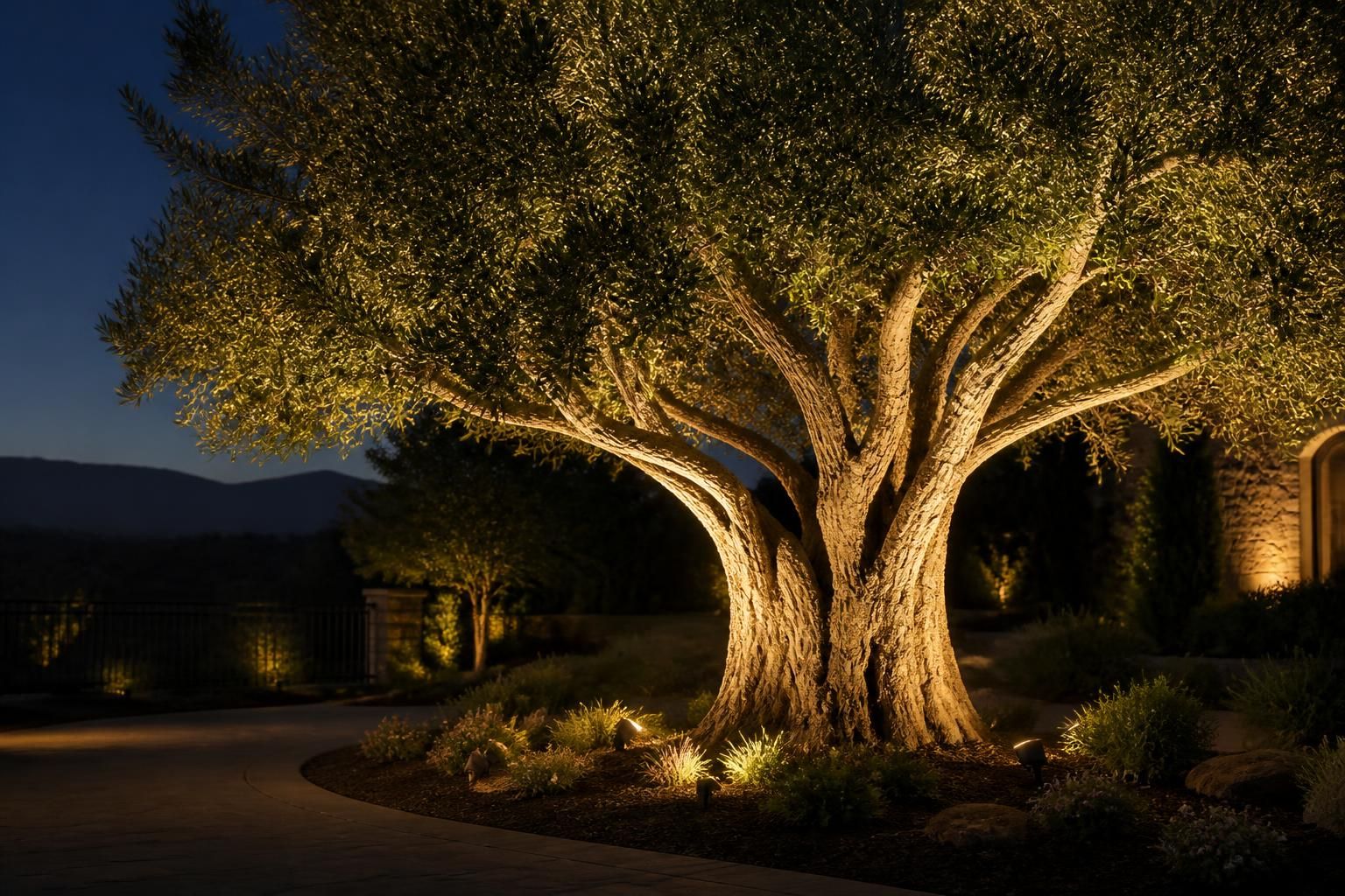 Landscaped tree highlighted by subtle uplighting in the evening
